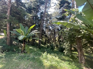 Terreno en venta, Lomas del Bosque carretera a El Salvador - 3