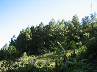 En Venta Finca San Juan Chamelco, Coban - 2