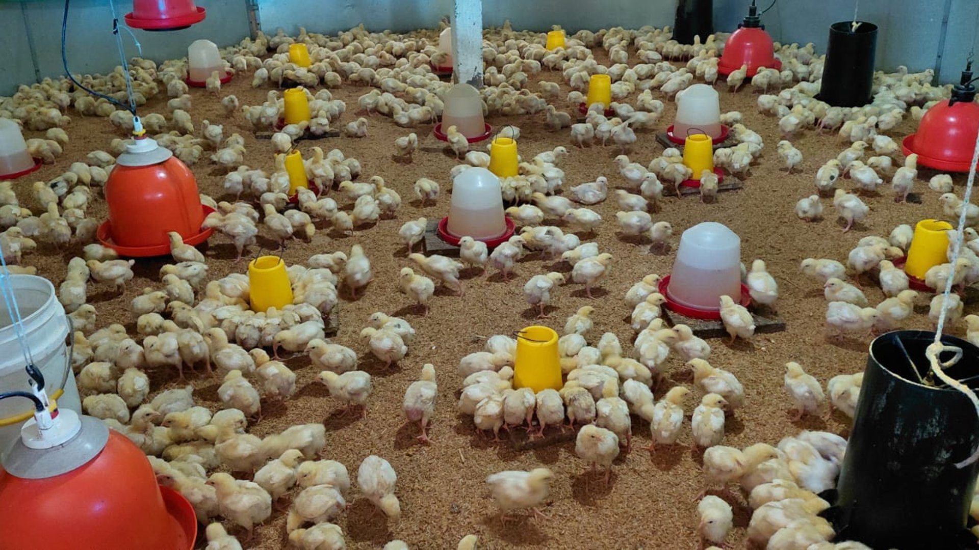 Granja en Venta en Cobán, Alta Verapaz  - Miniatura 14