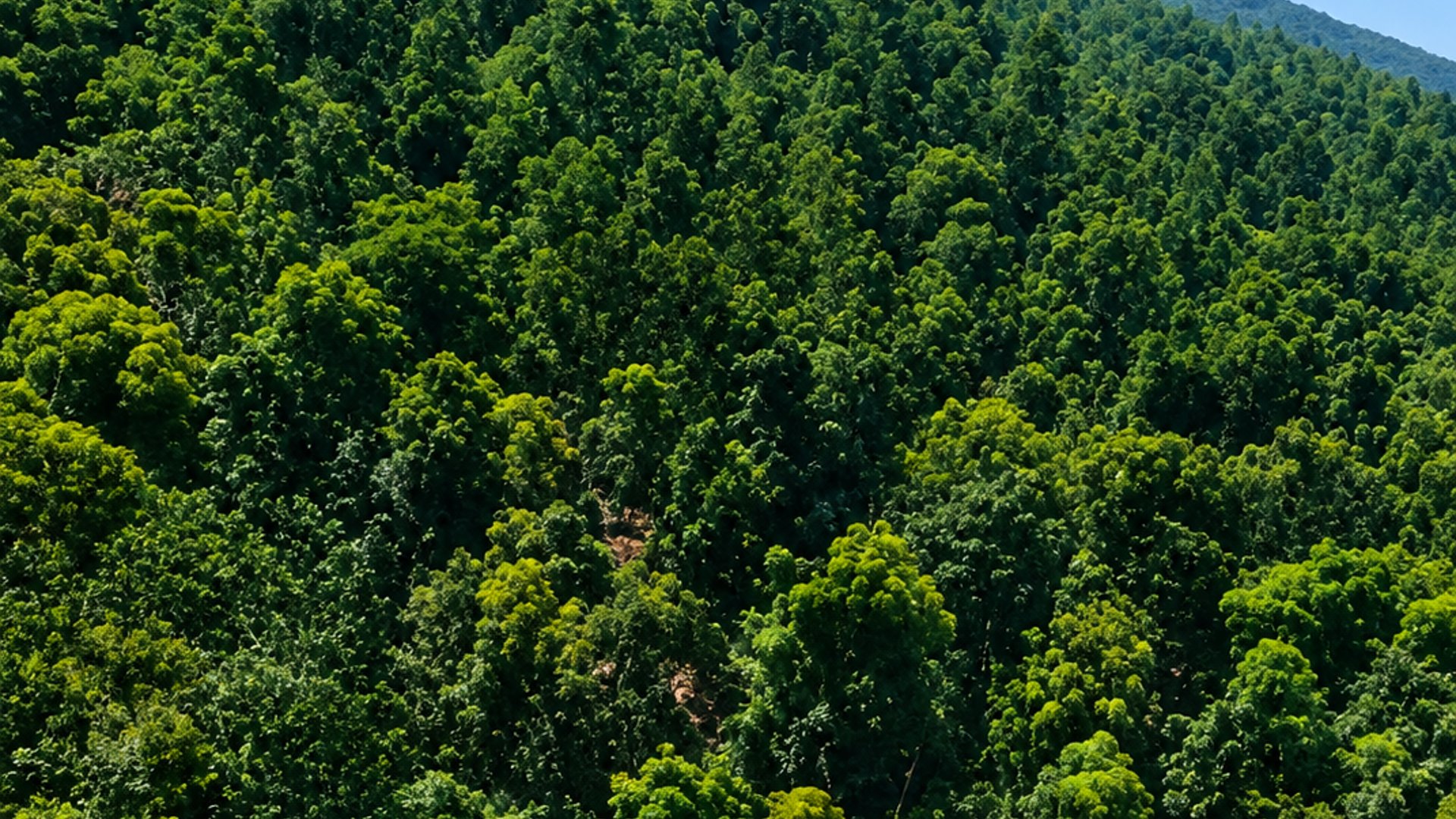 FINCA FORESTAL CERTIFICADA EN VENTA | ESCUINTLA GUATEMALA - Miniatura 11