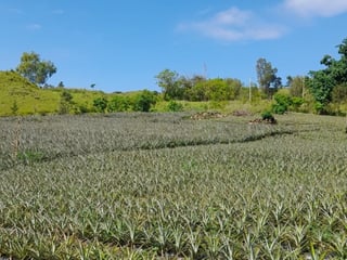 Vendo Terreno para Siembra  en Carretera a El Salvador - 5