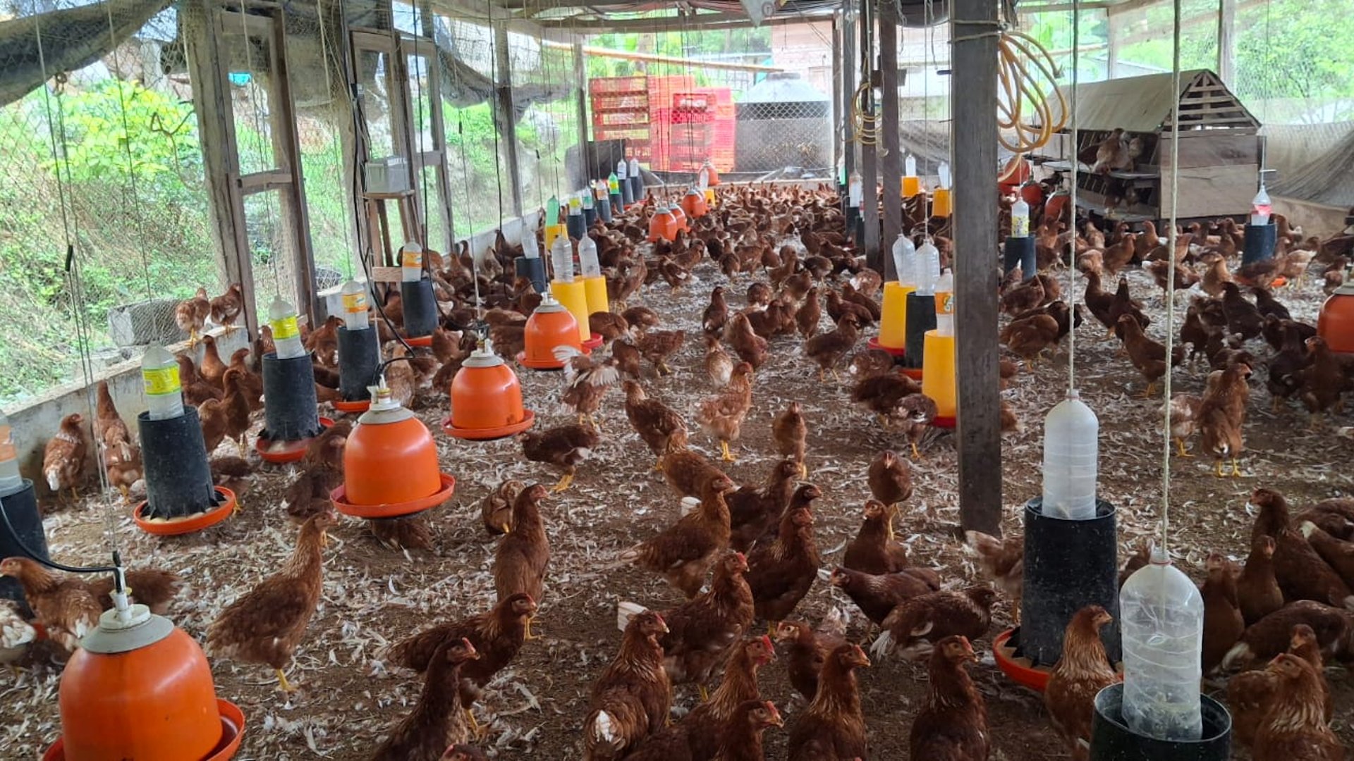 Granja en Venta en Cobán, Alta Verapaz  - Miniatura 22