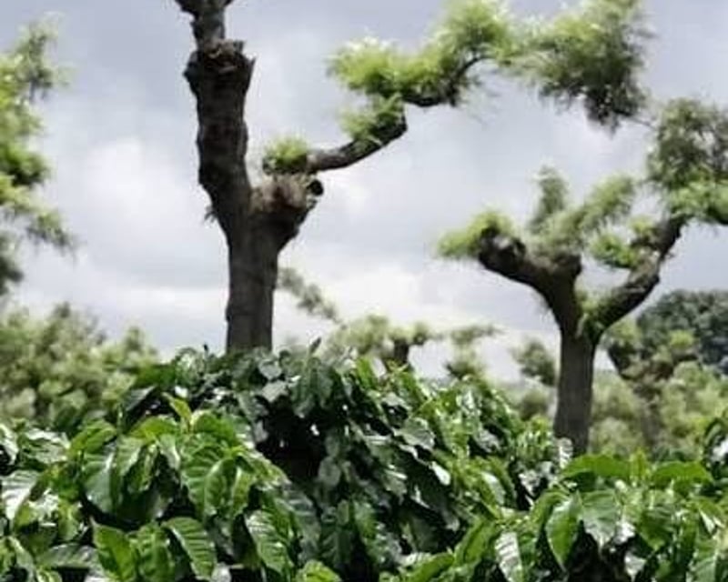 Finca Cafetalera en Venta | Acatenango, Guatemala