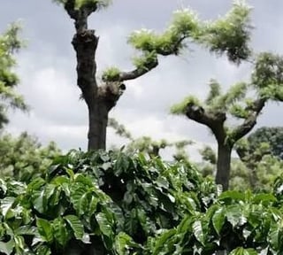 Finca Cafetalera en Venta | Acatenango, Guatemala