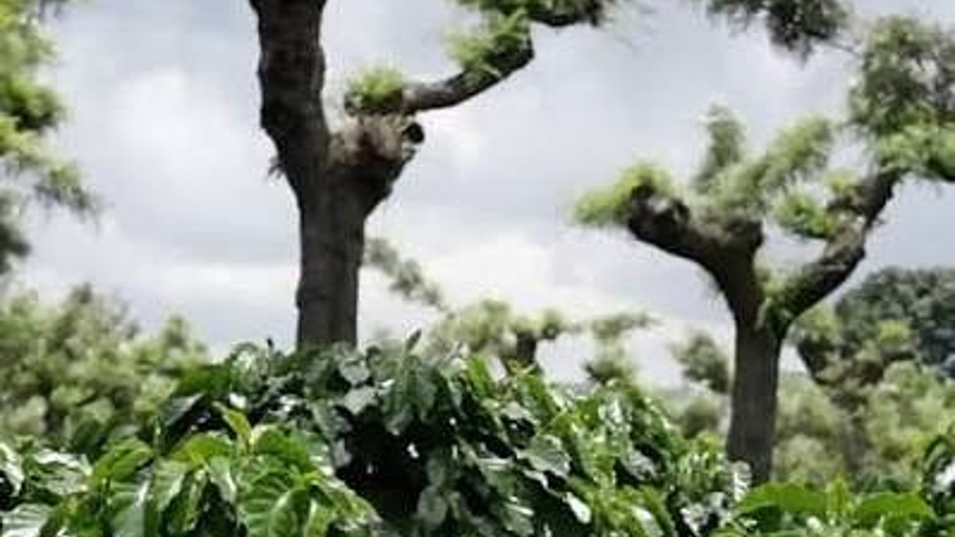 Finca Cafetalera en Venta | Acatenango, Guatemala