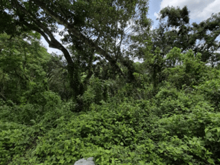 Terreno en venta Santa Rosalia km 12 C. al Salvador - 4