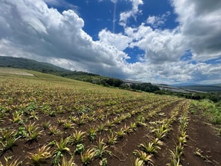 Propiedad en venta, El Jocotillo Villa Canales - Image 2
